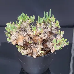 2025年最新】チレコドン 万物想の人気アイテム - メルカリ