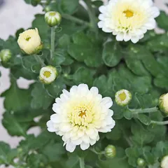 R専用ページ 花苗 ガーデンマム ジジ イエロー オレンジ ピンク ホワイト 3.5号×1個ずつ