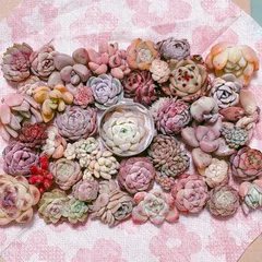 お得用 多肉植物寄せ植えセット 訳あり含む