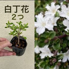 白丁花　または　八重白丁花　ポット苗　2個