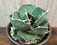 Agave Titanota Juggernaut/アガベ ジャガーノート✖️ FO-76 ハイブリッド 美株です！ 発根済み 送料込み