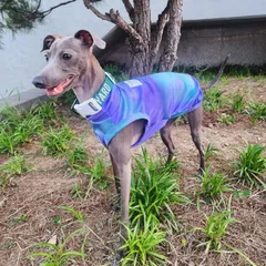 イタグレ服 L・XL ひえひえ クールベスト 小型犬 中型犬  夏服 接触冷感 熱中症対策 doggystar 蛍光色