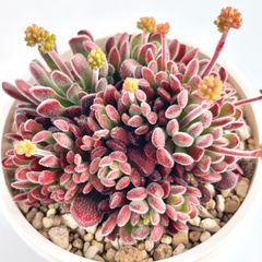 【多肉植物】クラッスラ・プベスケンス Crassula pubescens