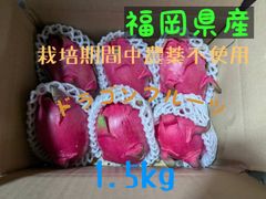 福岡県産 ドラゴンフルーツ赤色1.5kg