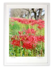 肉筆日本画　彼岸花、曼珠沙華　作家銘有り 肉筆日本画彼岸花、曼珠沙華作家銘有り