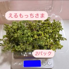 ちねってMina(多肉植物) - メルカリShops