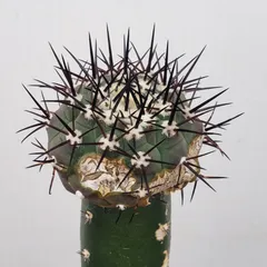 黒王丸 実生 鉢植えメルカリ便送料込み コピアポア 黒王丸 実生 - メルカリ