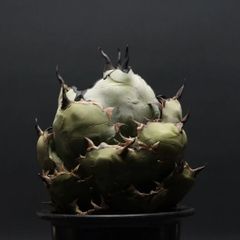 "agave titanota" Agave titanota ‘Black & Blue’ 管理2164