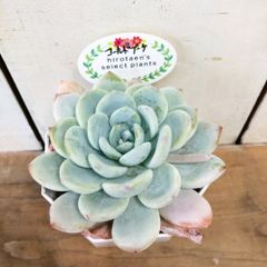 多肉植物エケベリア　コールドブーケ3.5号
