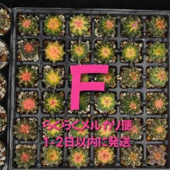 緋牡丹錦 世界の図 ロイホワイト サボテン Echinopsis エキノプシス