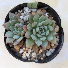 多肉植物　シルバーポップ