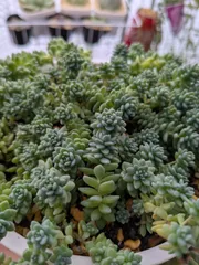 マジョール10カット＋おまかせオマケ☆