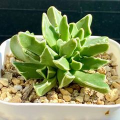 レア✨フォーカリア　鯨皮　抜き苗 盆暗（ボンクラ） on X: 