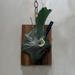 ビカクシダ　グランデ　Platycerium 'grande'