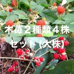 ⭐️木苺2種類4株⭐️冬苺2株&草苺2株⭐️2900円→1600円　木苺苗　木いちご苗