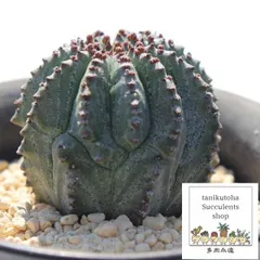 ホリダ梵天 ユーフォルビア 2寸ポット トウダイクサ科 多肉植物 根付苗 多肉永遠