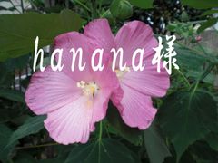 hanana様 専用ページ