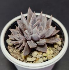 エケベリア 原種クライギアナ チワワ その6  双頭　craigiana chuahua  ケーレス実生苗 月曜or火曜日発送