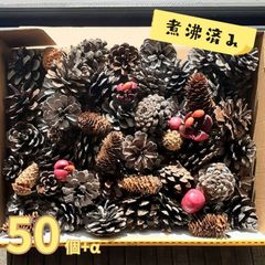 松ぼっくり 詰め合わせ 50個 大きさ 形 いろいろ 煮沸済