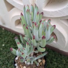 多肉植物コチレドン属　白美人