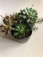 多肉植物　寄せ植え