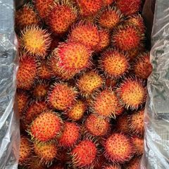 [6月4日再入荷、入荷次第出荷]　生鮮 航空便  グアテマラ産 ランブータン　1箱６kg