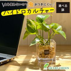 観葉植物 ハイドロカルチャー ポトス ベージュゼオライト 土を使わない ミニ 観葉 母の日 初心者 小さい おしゃれ 開店祝 風水 卓上 玄関 インテリア リビング 送料無料