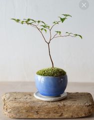 shop-thumbnail