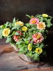 やえ  多肉植物 トロピカルなサボテン型消ゴム 3個set やえ様専用 多肉植物 トロピカルなサボテン型消ゴム 3個set 【公式通販】