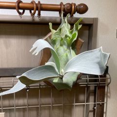 ビカクシダ　オモ　Platycerium “ OMO ” 子株　板付
