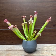 ⑥ サラセニア レウコフィラレッド 食虫植物 4.5号 現品 Sarracenia leucophylla Red  ヘイシソウ 瓶子草 ④