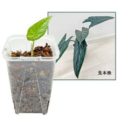 UJ モンステラ ゴールドリーフ 4号 アーバンジャングル