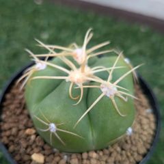 サボテン　ギムノカリキウム属　ペンタカンサ