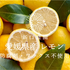 【産地直送】愛媛県八幡浜産【防腐剤・ワックス不使用】レモン 10kg
