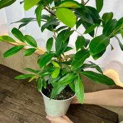 2025年最新】アマゾンオリーブ 観葉植物の人気アイテム - メルカリ