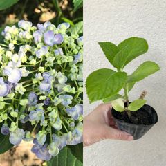 ウズアジサイ （オタフク）ポット苗 A 約19cm