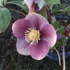 2025年最新】クリスマスローズ 苗の人気アイテム - メルカリ