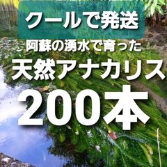 200本以上　阿蘇の湧水で育った水草　無農薬天然アナカリス