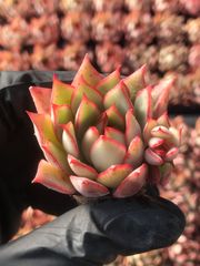 ヤマト発送   XP209×105苗セット 多肉植物 エケベリア 韓国苗 新入荷