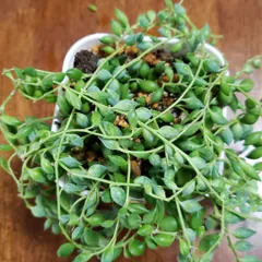 グリーンネックレス