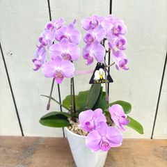 ミニ胡蝶蘭ピンクポット苗鉢無し花シミあり来季用①