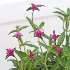 花苗 PW ゴンフレナ ラブラブラブ 3.5号 千日紅 栄養系 夏の花 かわいい 暑さに強い ピンク