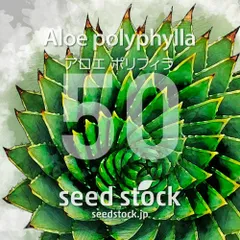 2025年最新】アロエ ポリフィラの人気アイテム - メルカリ