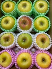 【送料無料】黄色りんご3品種詰合せ 約3kg 信州りんご