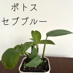 ポトス　ブルーフォーム　海外新品種　セブブルーより入手困難　カット苗発根済み セブブルー｜ポトス同様エピプレナム属のつる性植物e-花屋さん