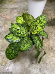 2025年最新】ホマロメナ 斑入りの人気アイテム - メルカリ