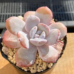 錦・斑入り7苗特別セット❗️エケベリア多肉植物韓国苗①｜ポコ多肉 斑入り苗 – Page 2 – 多肉植物の通販・販売サイト tawawa