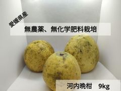 愛媛県産　無農薬、無化学肥料栽培、樹上完熟　河内晩柑　9kg