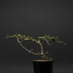 "Operculicarya pachypus" オペルクリカリア パキプス 管理2149