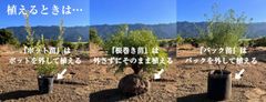 植えるときは